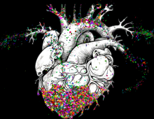 Microplastics in heart graphic