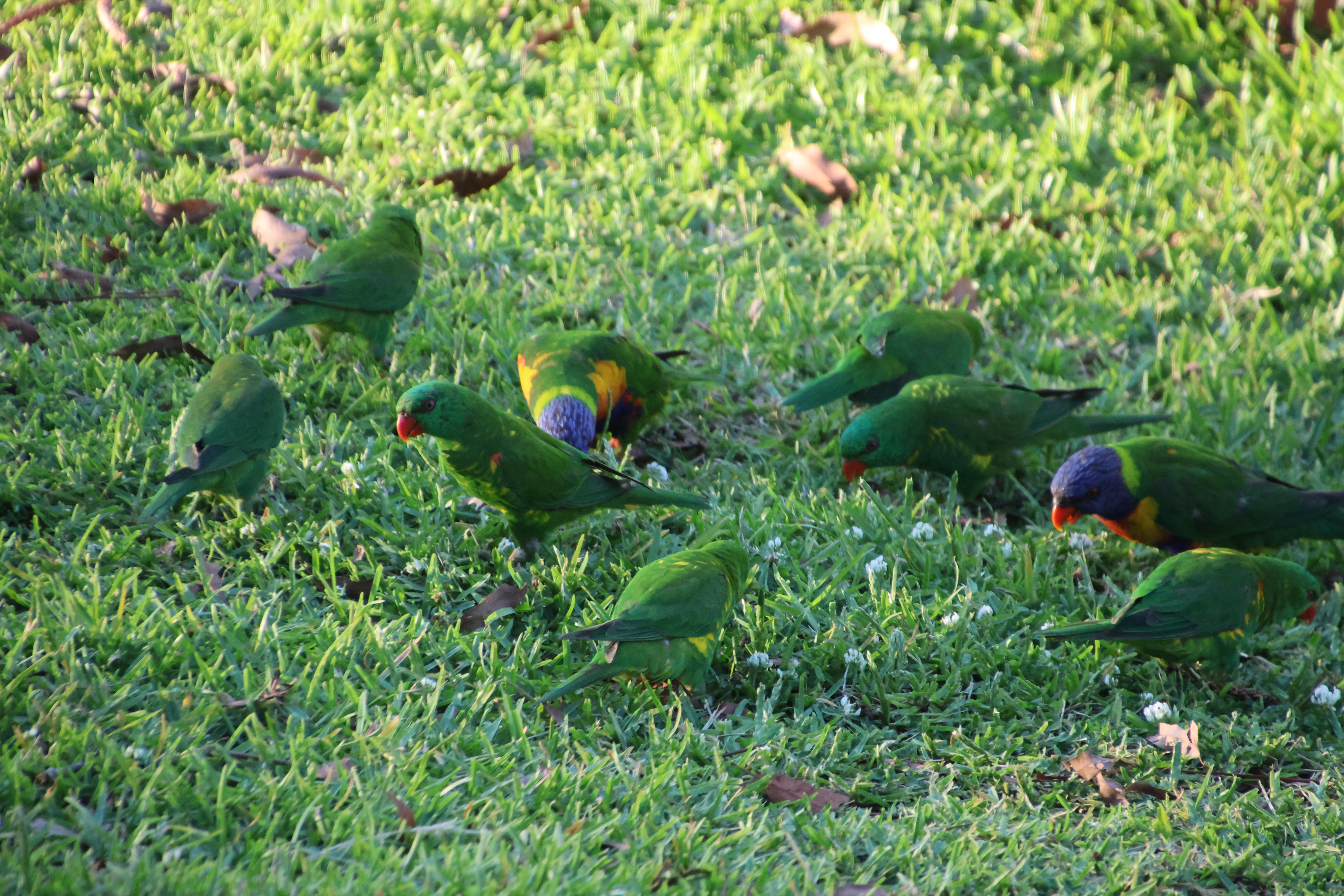 Scaly-breasted lorikeets and rainbow lorikeets on Cove Boulevard