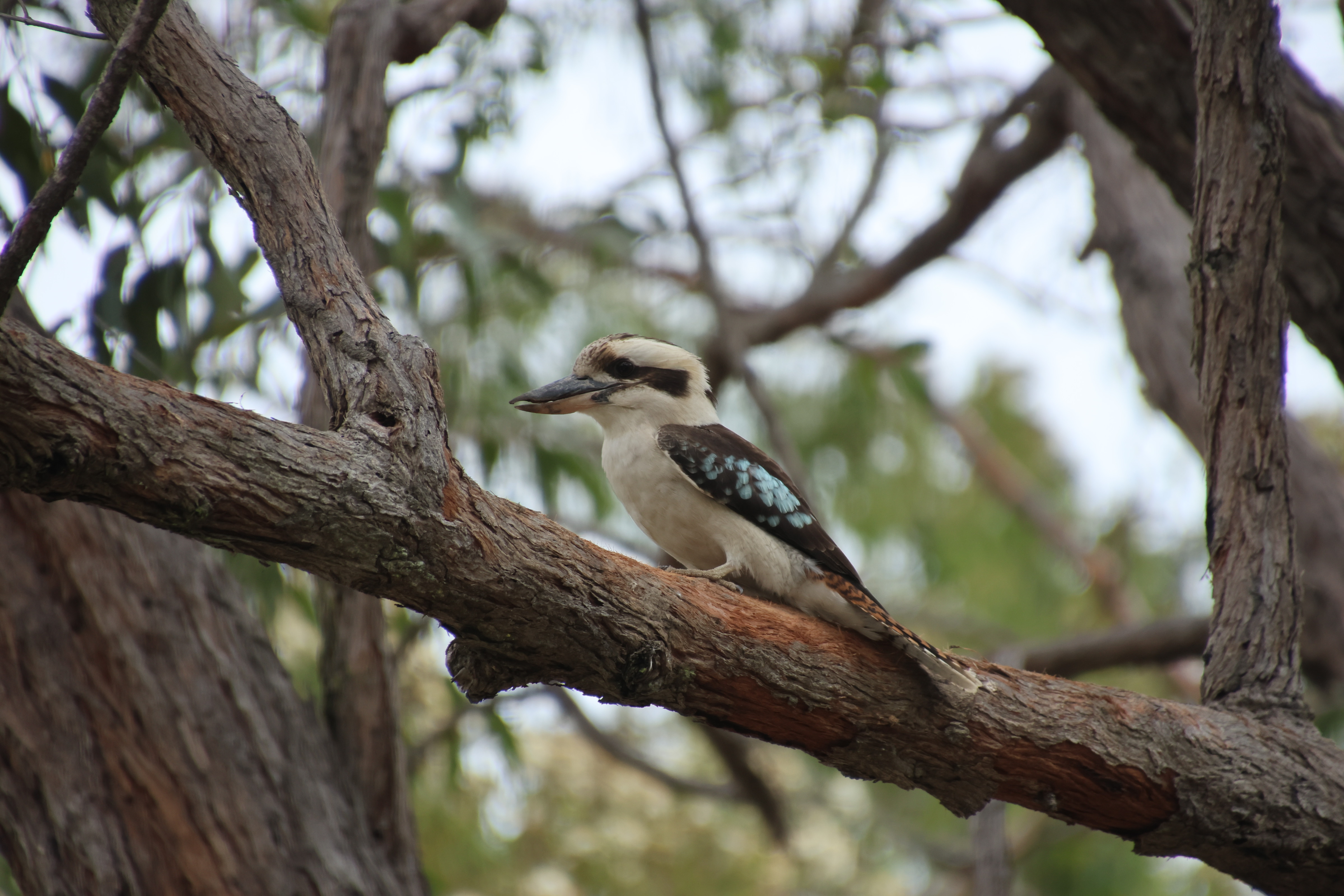 Kookaburra in Yallawah Park