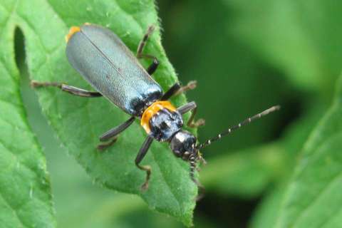 Plague soldier beetle