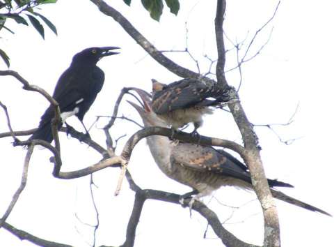 Baby cuckoos with adoptive parent
