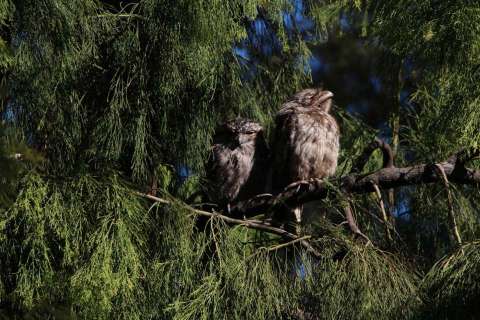 Frogmouth owls
