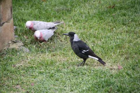 Magpie and galahs