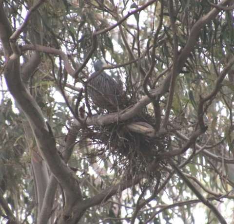 Heron nest
