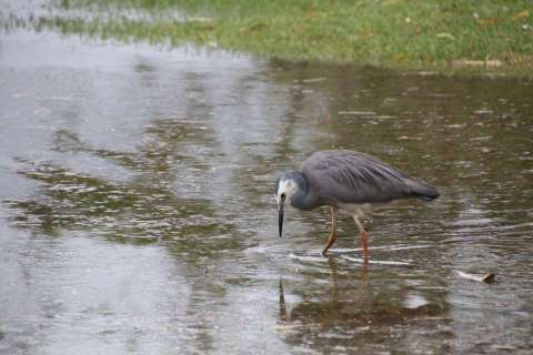 Tidal Flooding at NAC