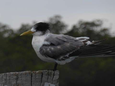 Crested tern