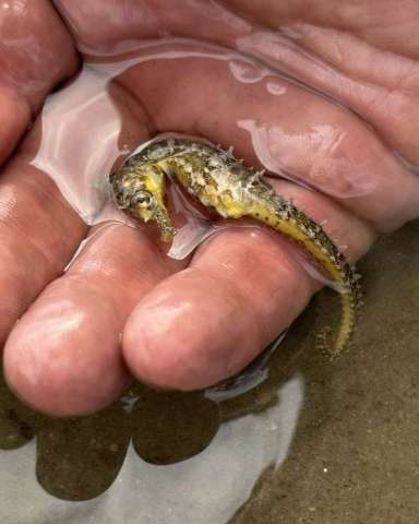 Seahorse at Heros Beach