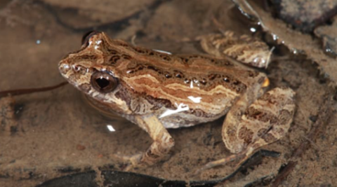 Common Eastern Froglet