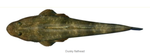 Dusky Flathead