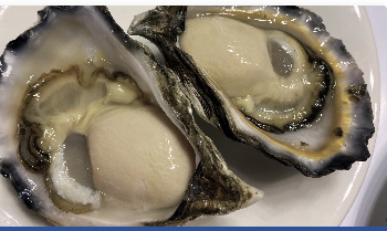 Sydney Rock Oyster