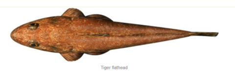 Tiger Flathead