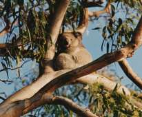 Koala in Cove Boulevard in 1994