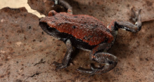 Red Backed Toadlet