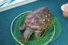 Turtle at Port Stephens